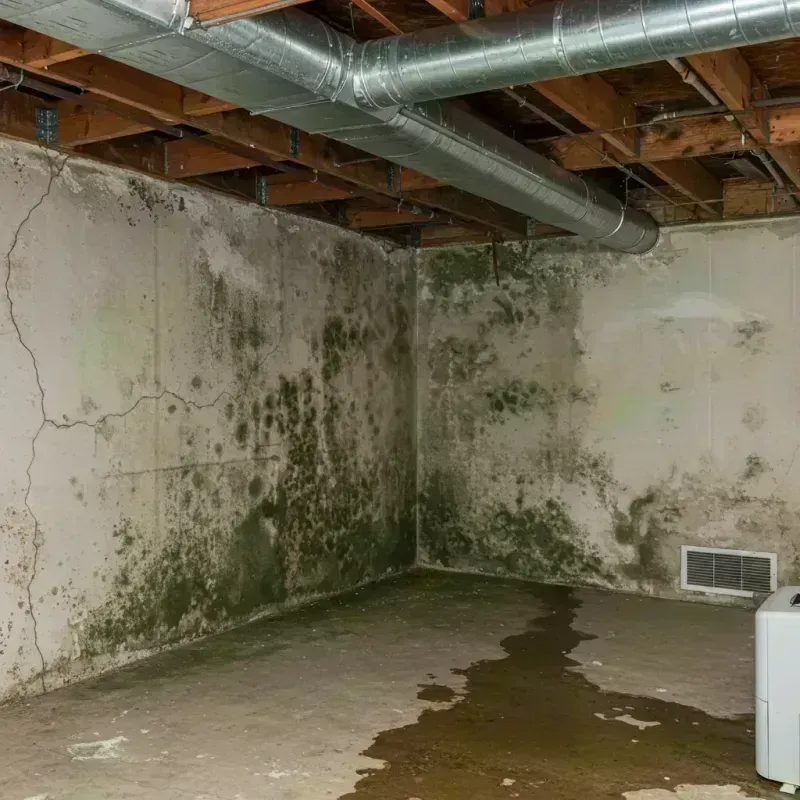 Professional Mold Removal in Glendale Heights, IL